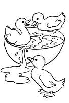 coloriage canetons dans l eau